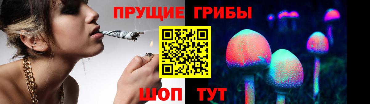 Псилоцибиновые грибы Psilocybe Гай
